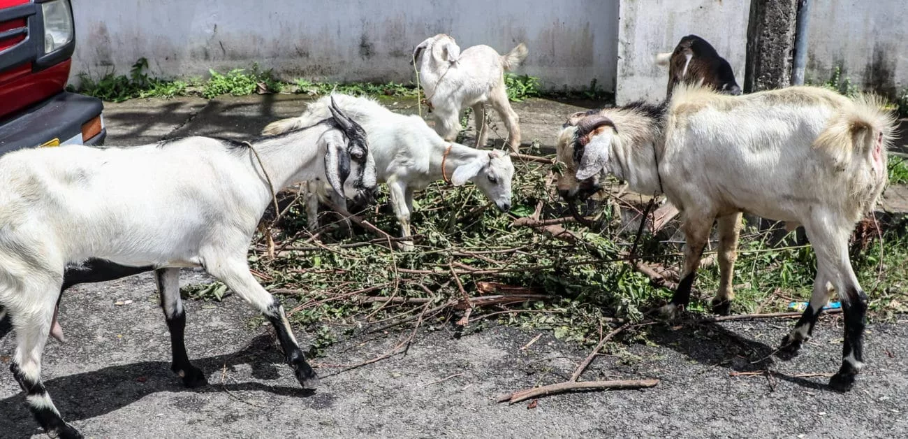 Eine Ziegenherde in Kochi