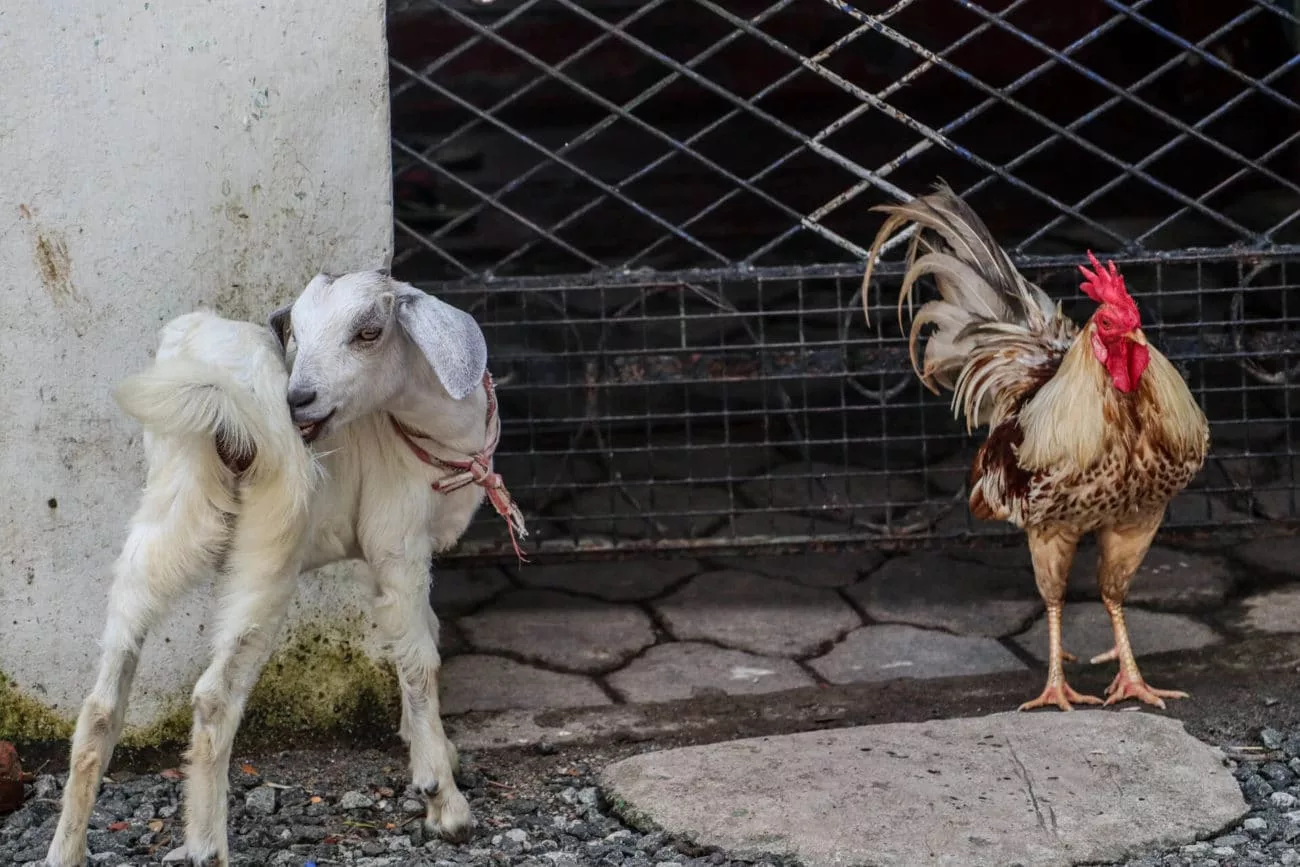 Eine Ziege folgt einem Huhn in Kochi
