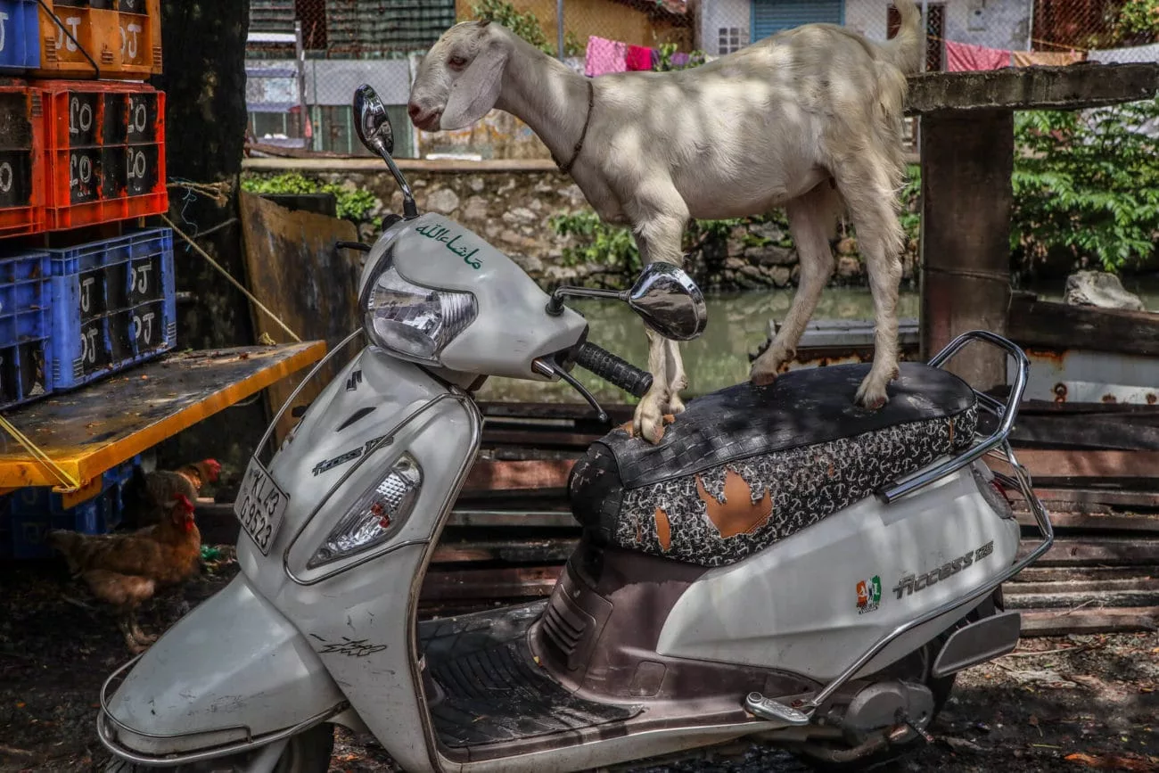 Eine Ziege fährt Roller in Kochi