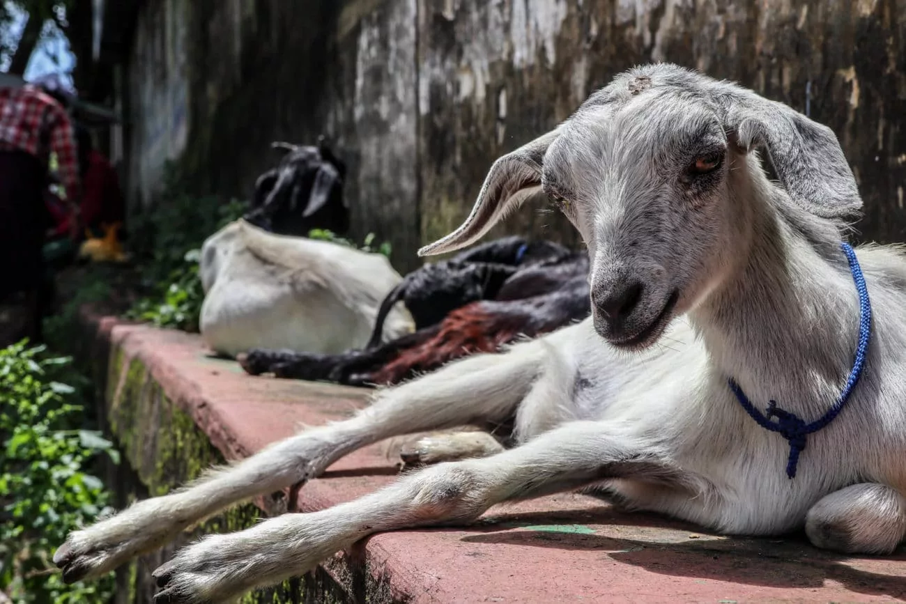 Ziegen entspannen in Kochi, Indien