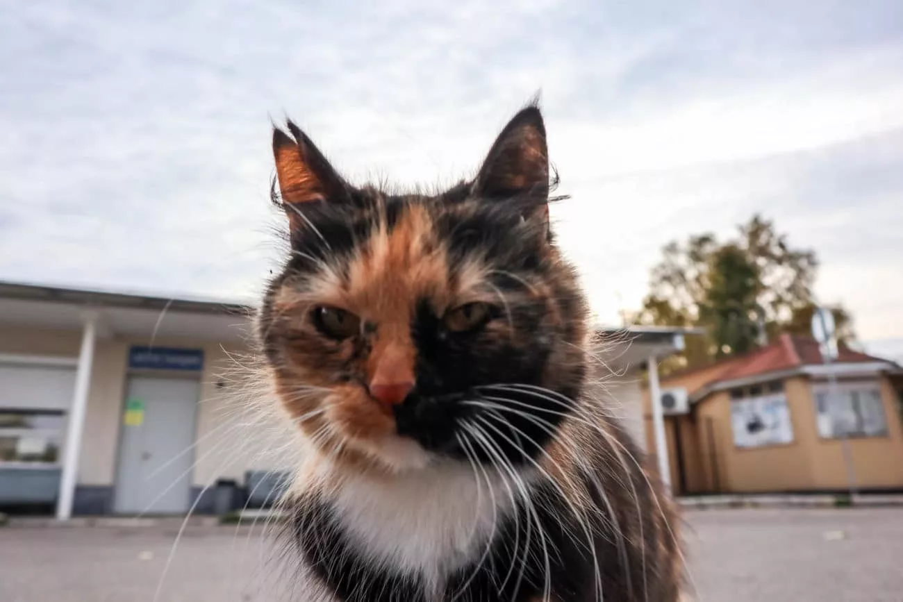 Cat Saying Hello in Plyos, Russia