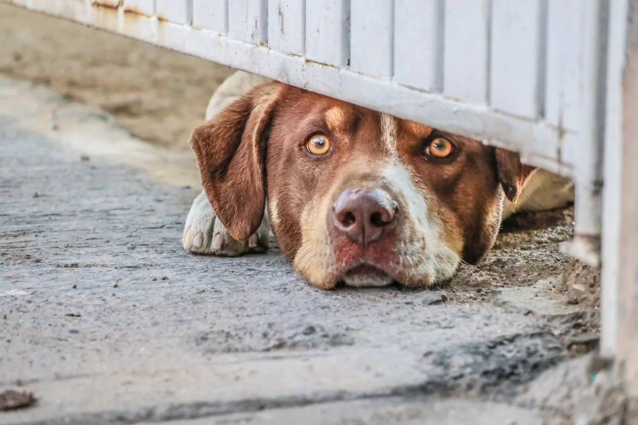 A dog keeps a lookout for things to bark at in Aguascalientes