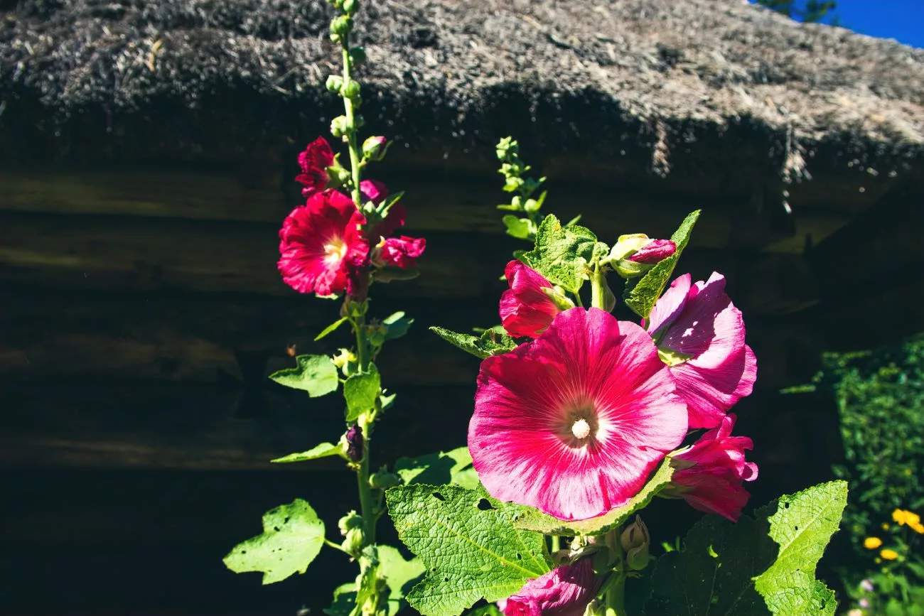 Fleurs à Pyrohiv