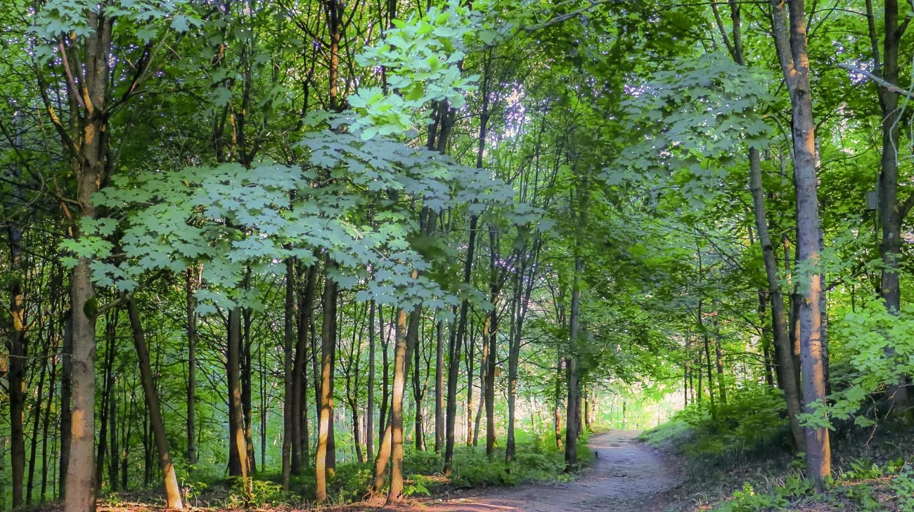 A forest trail winding through the trees near the Three Crosses hilltop