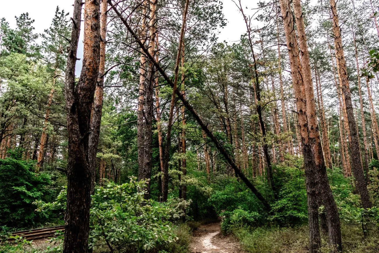 Arbres infectés tout autour de Kyiv