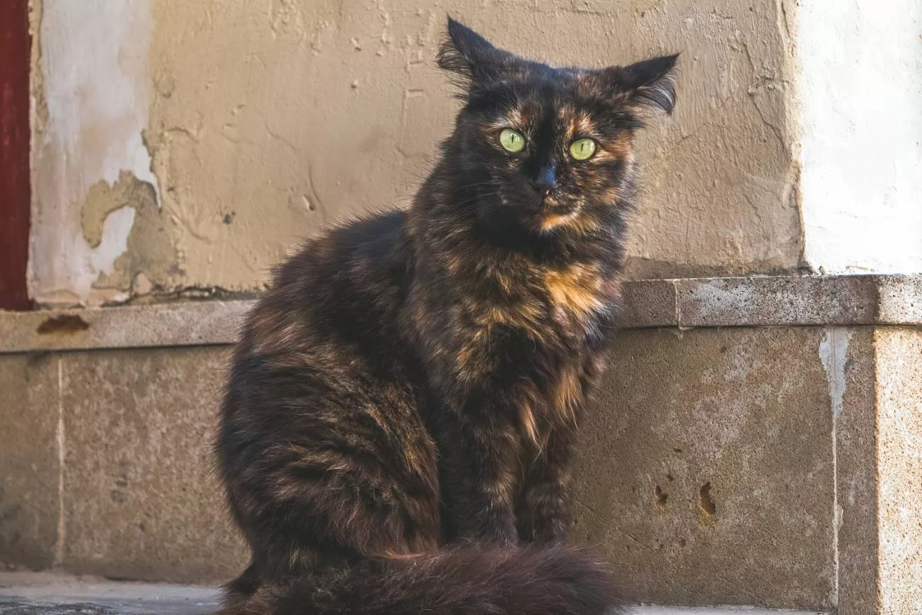 Die Katzen von Baku sind sehr freundlich