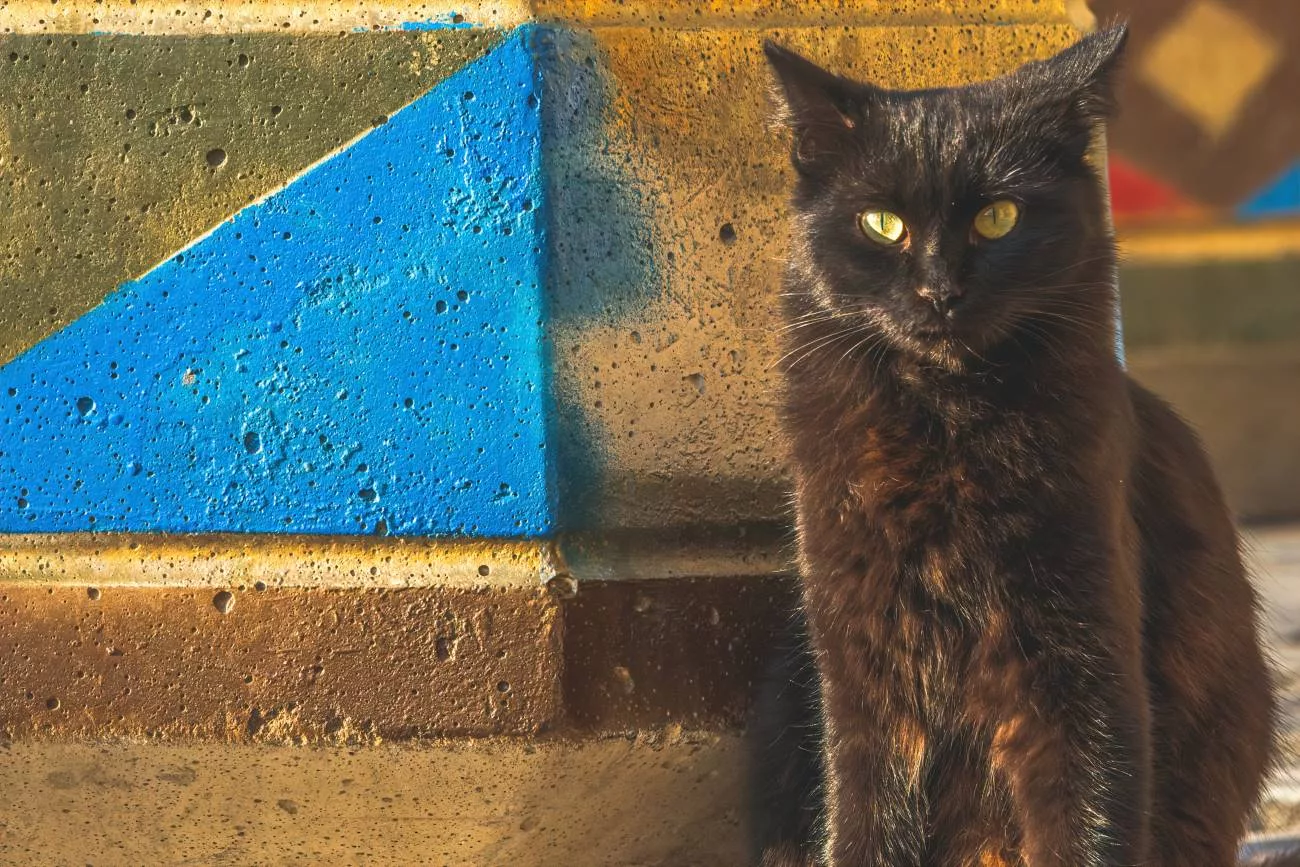 Die Katzen von Baku beobachten dich neugierig