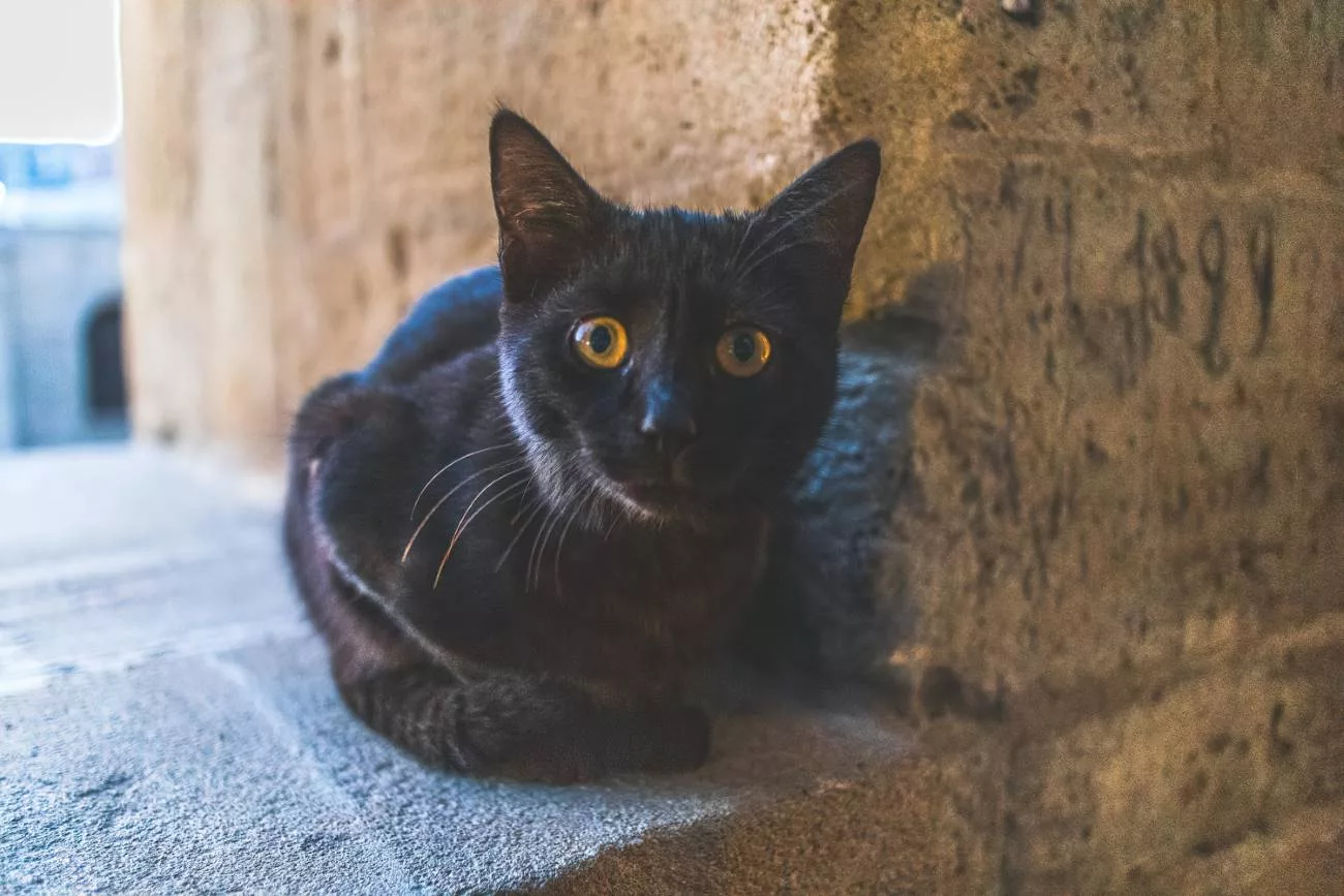 Eine Fülle von Katzen in Aserbaidschan